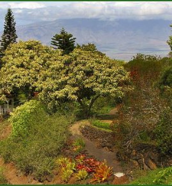 Kula Botanical Gardens