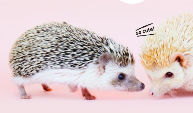 Hedgehog Cafe & Pet Store HARRY Harajuku