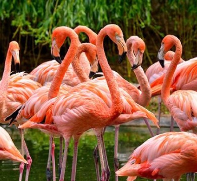 Sarasota Jungle Gardens
