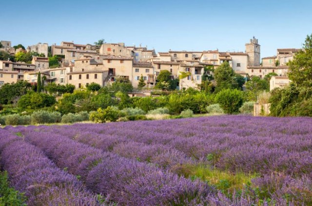 Lavender fields