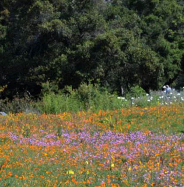 Santa Barbara Botanic Garden