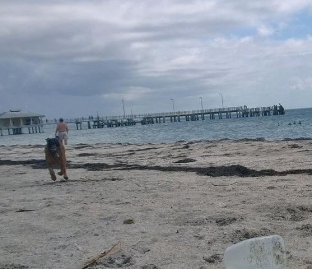 Fort De Soto Dog Park / Beach