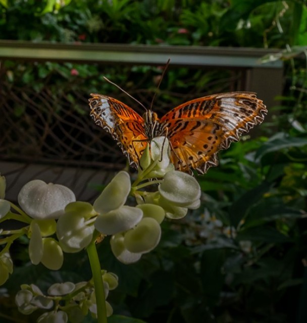 Butterfly Rainforest at the Florida Museum of Natural History