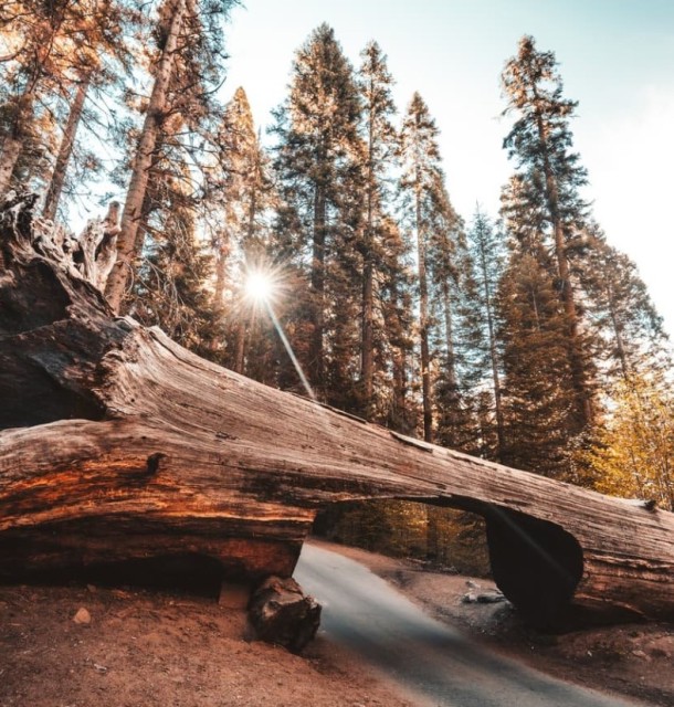 Sequoia National Park