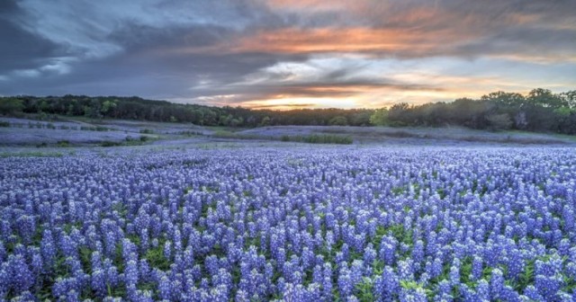 Bluebonnets McAllister Park