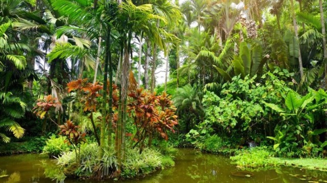 Hawai‘i Tropical Bioreserve & Garden