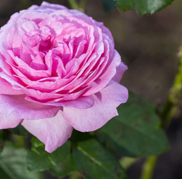 Royal Botanic Garden Sydney