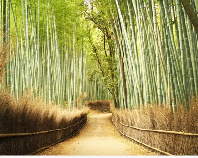 Arashiyama Bamboo Forest