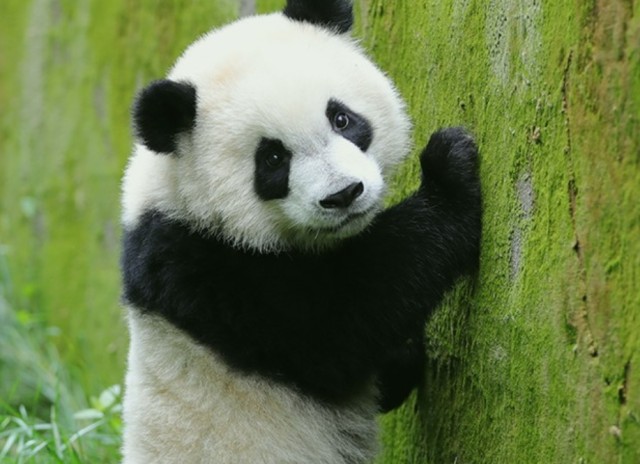 Chengdu Research Base of Giant Panda Breeding
