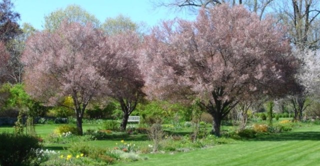 New Jersey Botanical Garden