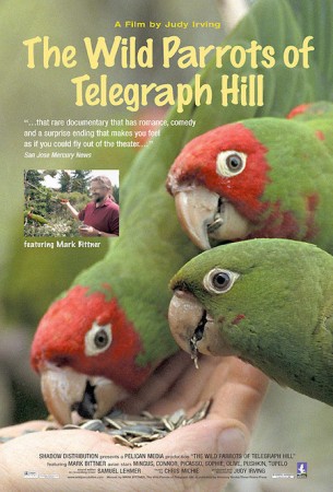 Wild Parrots Of Telegraph Hill